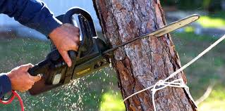 Best Tree Cabling and Bracing  in Linden, CA