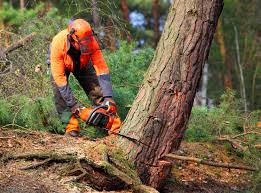 Best Tree Health Inspection  in Linden, CA