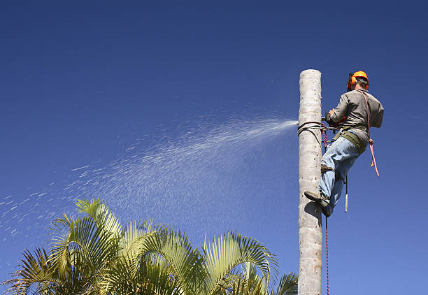 Best Sod Installation  in Linden, CA