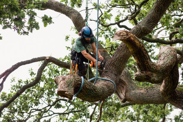 Reliable Linden, CA Tree Care Solutions