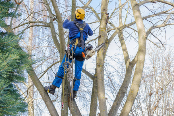 How Our Tree Care Process Works  in  Linden, CA