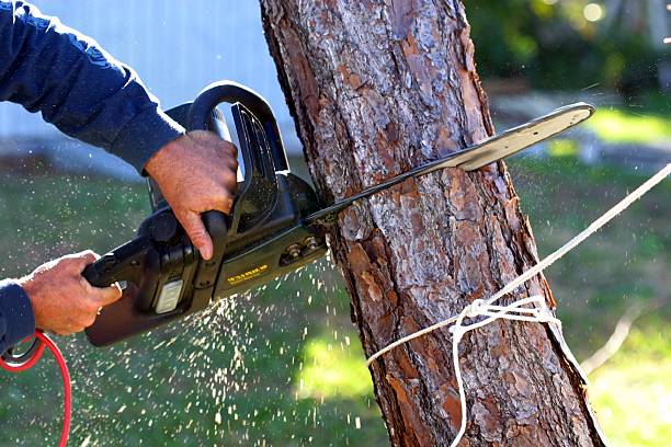  Linden, CA Tree Care Pros