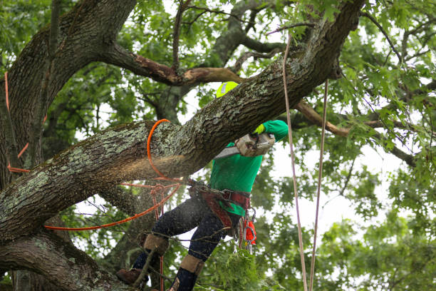 Best Emergency Tree Removal  in Linden, CA