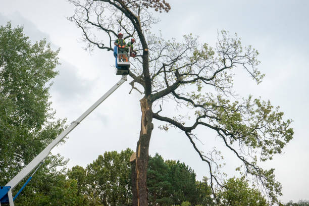 Best Hedge Trimming  in Linden, CA