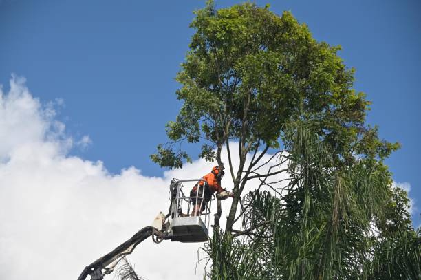 Best Commercial Tree Services  in Linden, CA