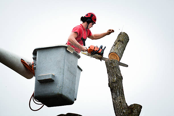 Best Tree Removal  in Linden, CA