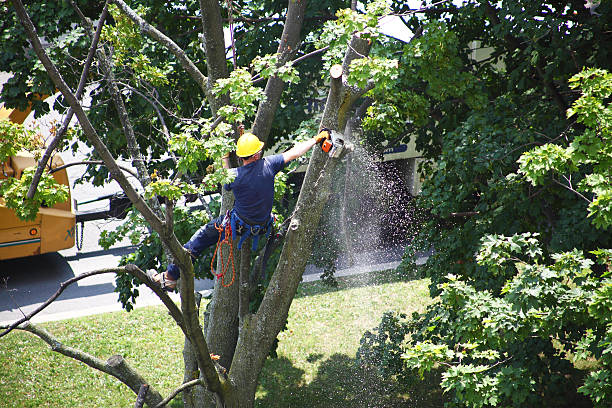 Best Commercial Tree Services  in Linden, CA