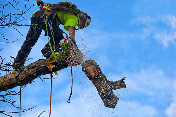 Best Tree Health Inspection  in Linden, CA
